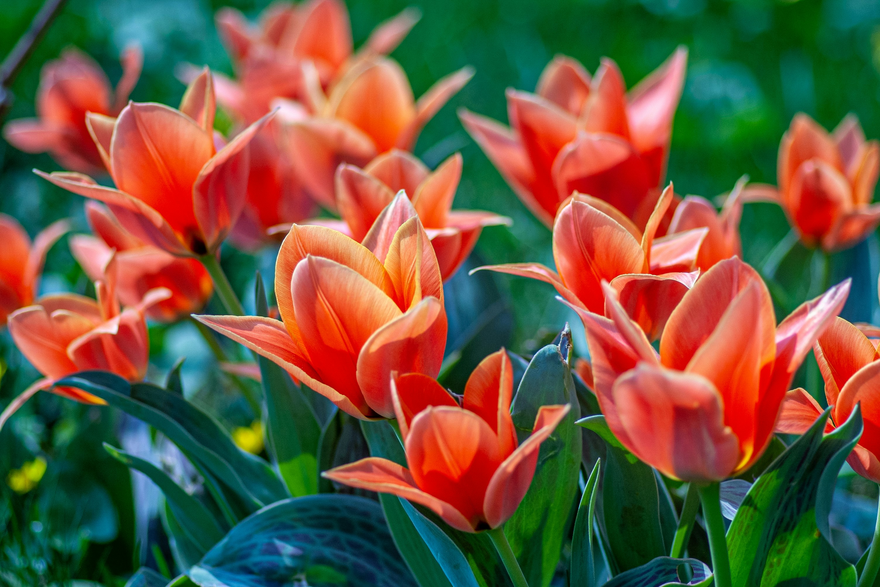 orange tulips in close up photography